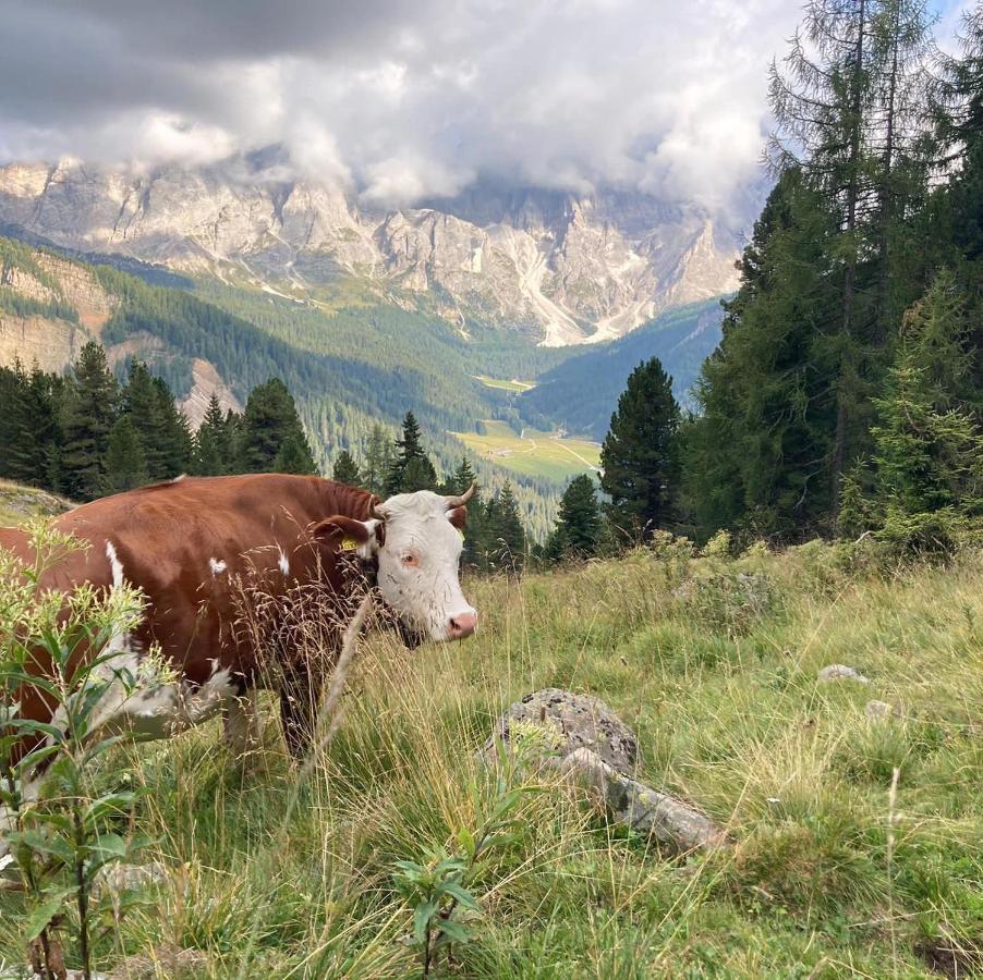 Rifugio Caltena Fiera Di Primiero Exterior foto