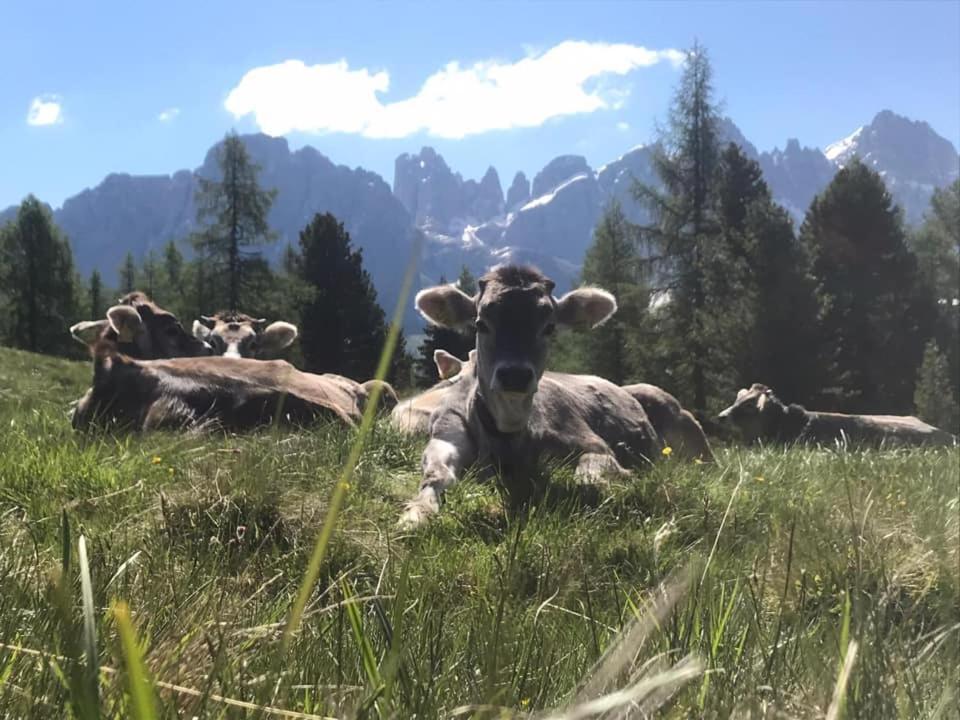 Rifugio Caltena Fiera Di Primiero Exterior foto